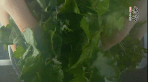 【面皮】1.鍋中水開時，放挑揀好的艾草和一撮小蘇打，第一遍煮開后倒掉，重新加水大火煮開后，小火煮1小時。煮爛的艾草用紗布瀝干。